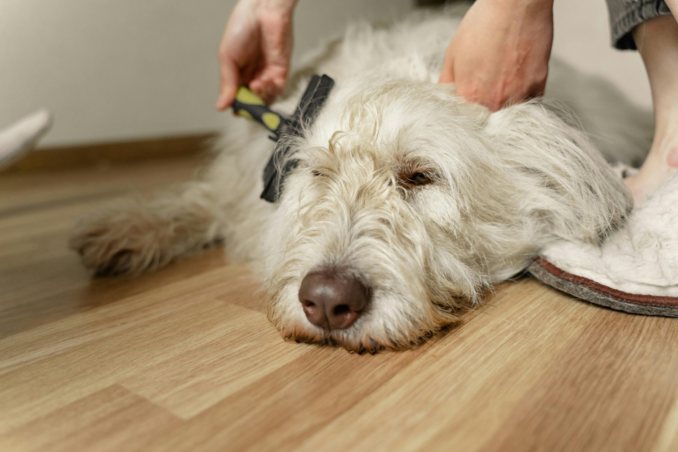 Why is Dog Grooming Important?