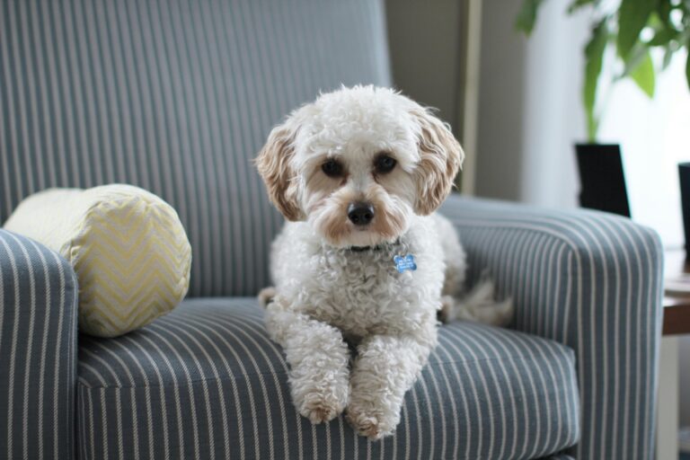 dog grooming dubai