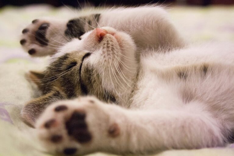 Pet Grooming Home Service