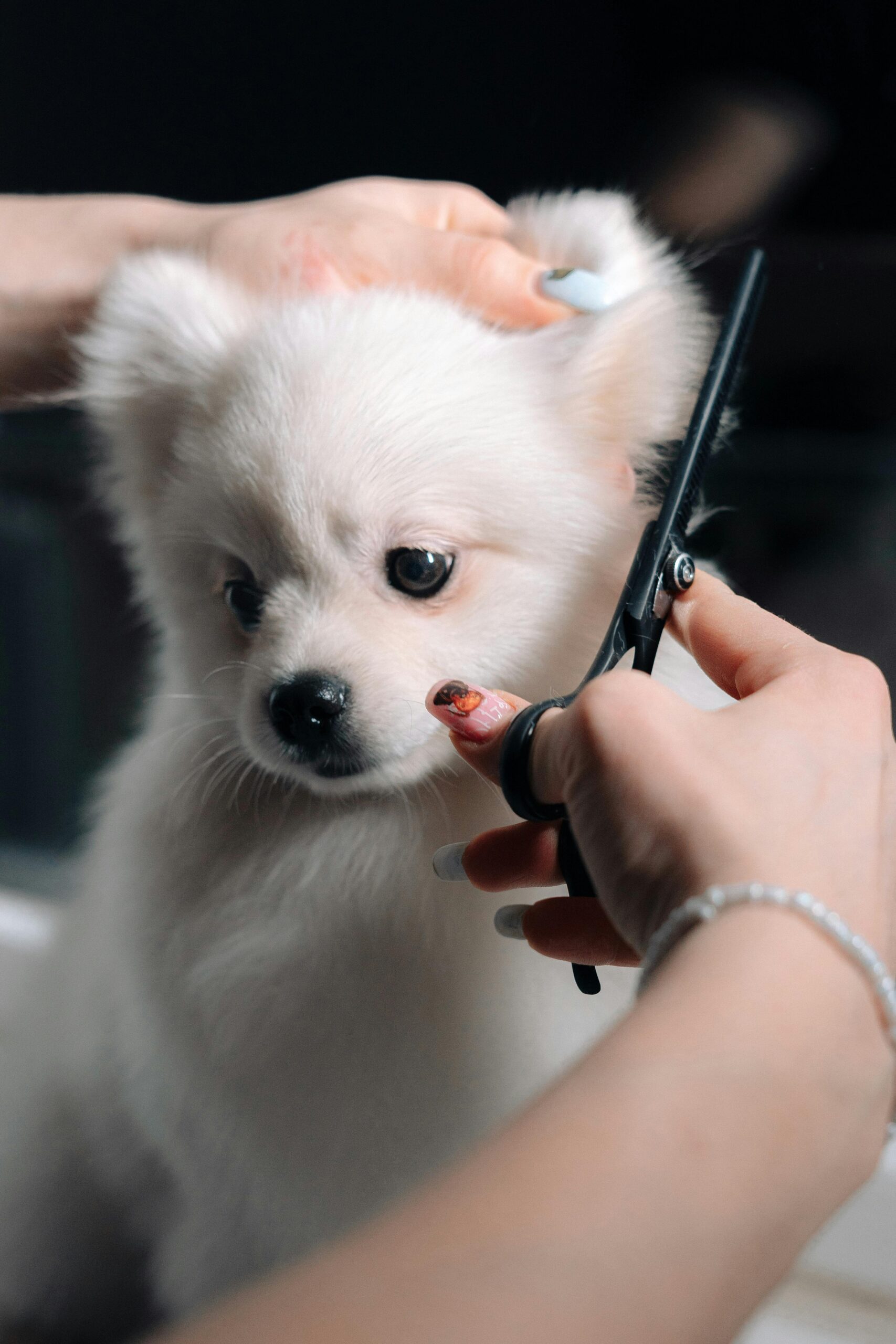 What Is A Plus Pet Grooming?